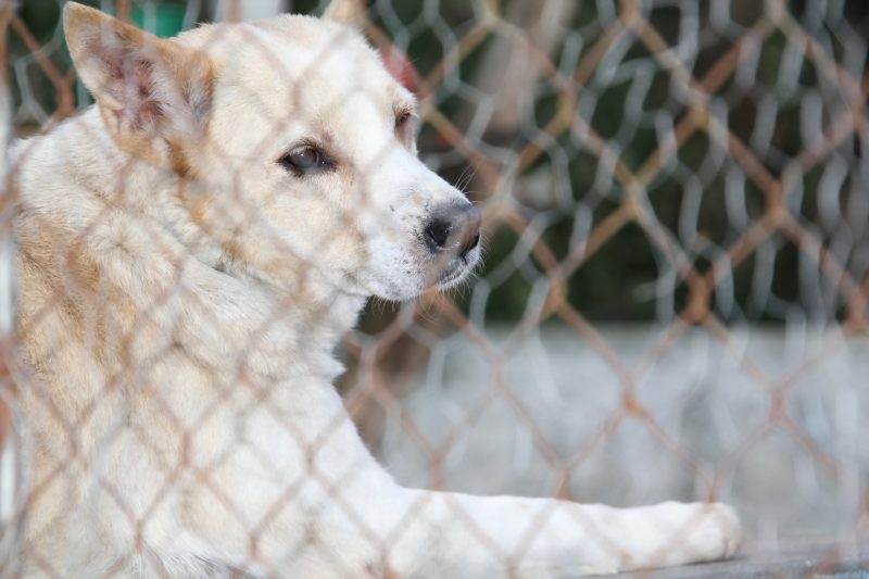Feira de adoção com 300 animais é realizada neste domingo (17)