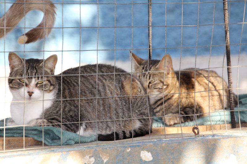 Cachorros e gatos foram encontrados, castrados e microchipados pelo Inis e Uapa – Foto: Secom Itaja&iacute;/Reprodu&ccedil;&atilde;o/ND