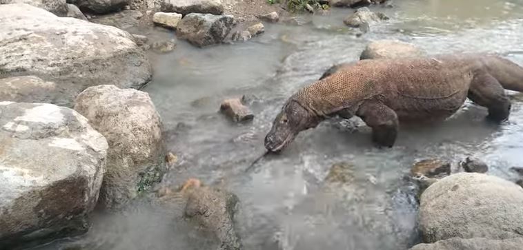 Dragão comeu peixe rapidinho e foi flagrado 