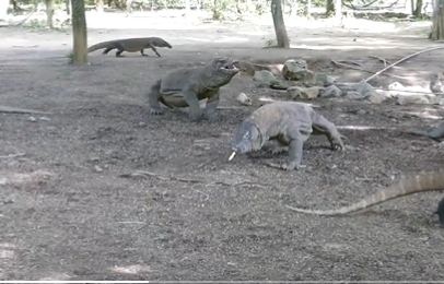 Dragão-de-komodo junto com vários exemplares