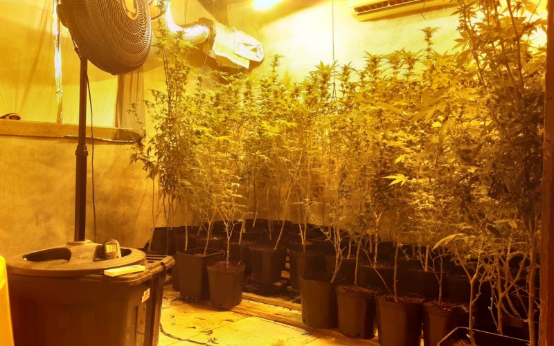 Estufa de maconha em Palhoça