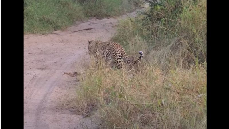 Leopardos tentam, mas são interrompidos em momento íntimo e abandonam o local