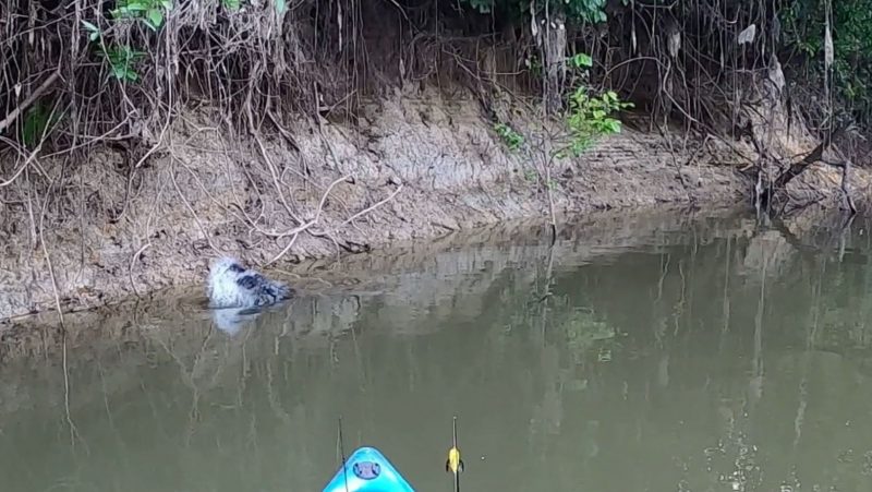 Jacar&eacute; faz movimento brusco ao perceber a aproxima&ccedil;&atilde;o do caiaque – Foto: Reprodu&ccedil;&atilde;o