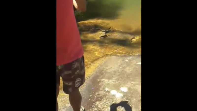 “Mata ela, pai”, gritou uma crian&ccedil;a, assustada com a apari&ccedil;&atilde;o da serpente – Foto: Reprodu&ccedil;&atilde;o