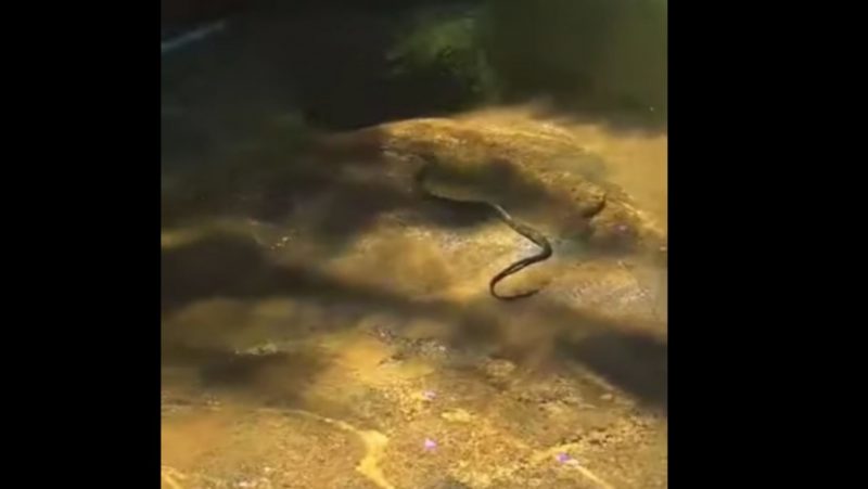 Cobra desliza sobre pedra próxima de uma uma cachoeira