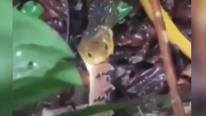 Cobra ‘papa-pinto’ devora outra cujo veneno &eacute; dos mais potentes – Foto: Reprodu&ccedil;&atilde;o