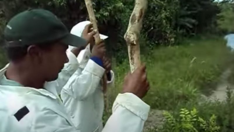 Sucuri observada por operários quando se preparava para devorar uma jiboia