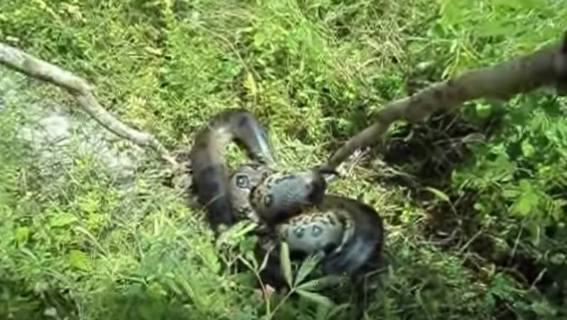 Sucuri é incomodada por operários quando ia começar a se alimentar