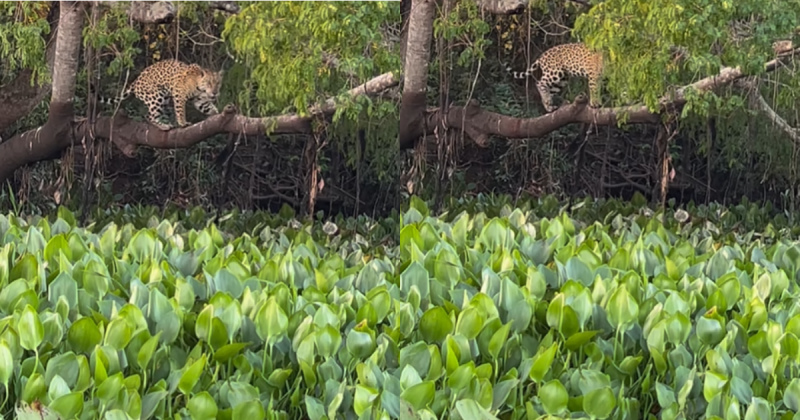A onça é a majestade da natureza.