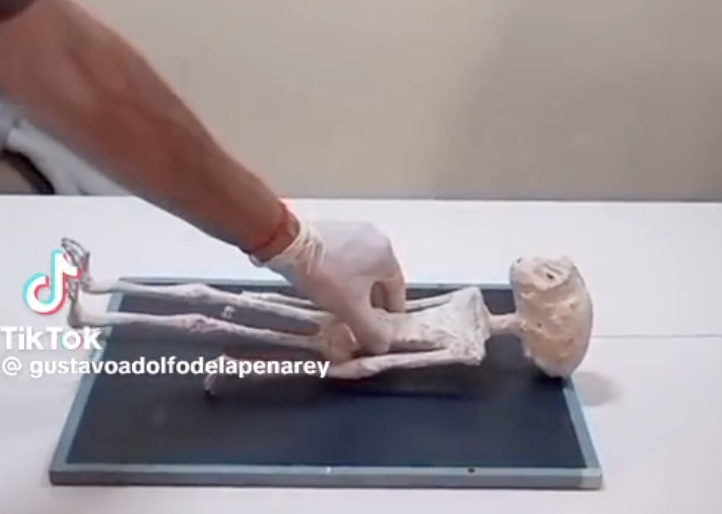 F&oacute;ssil foi exibido no M&eacute;xico – Foto: TikTok/Reprodu&ccedil;&atilde;o/ND