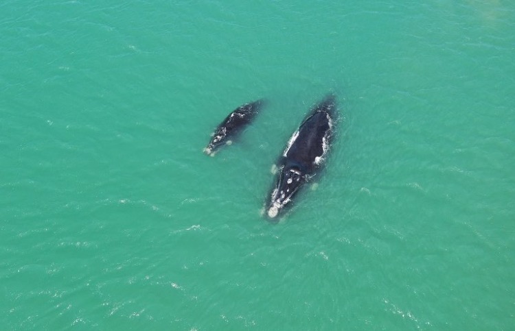 Look how cute it is!  mother and calf on a very refreshing journey - PMSC/Disclosure/ND