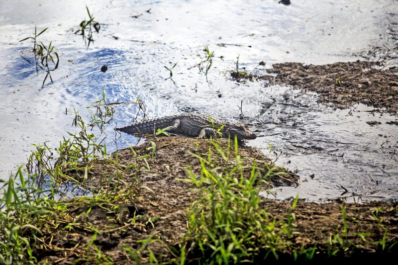Yellow-faced caimans are found in the mangroves of Florianópolis.  Photo: Flavio Tin/ND.