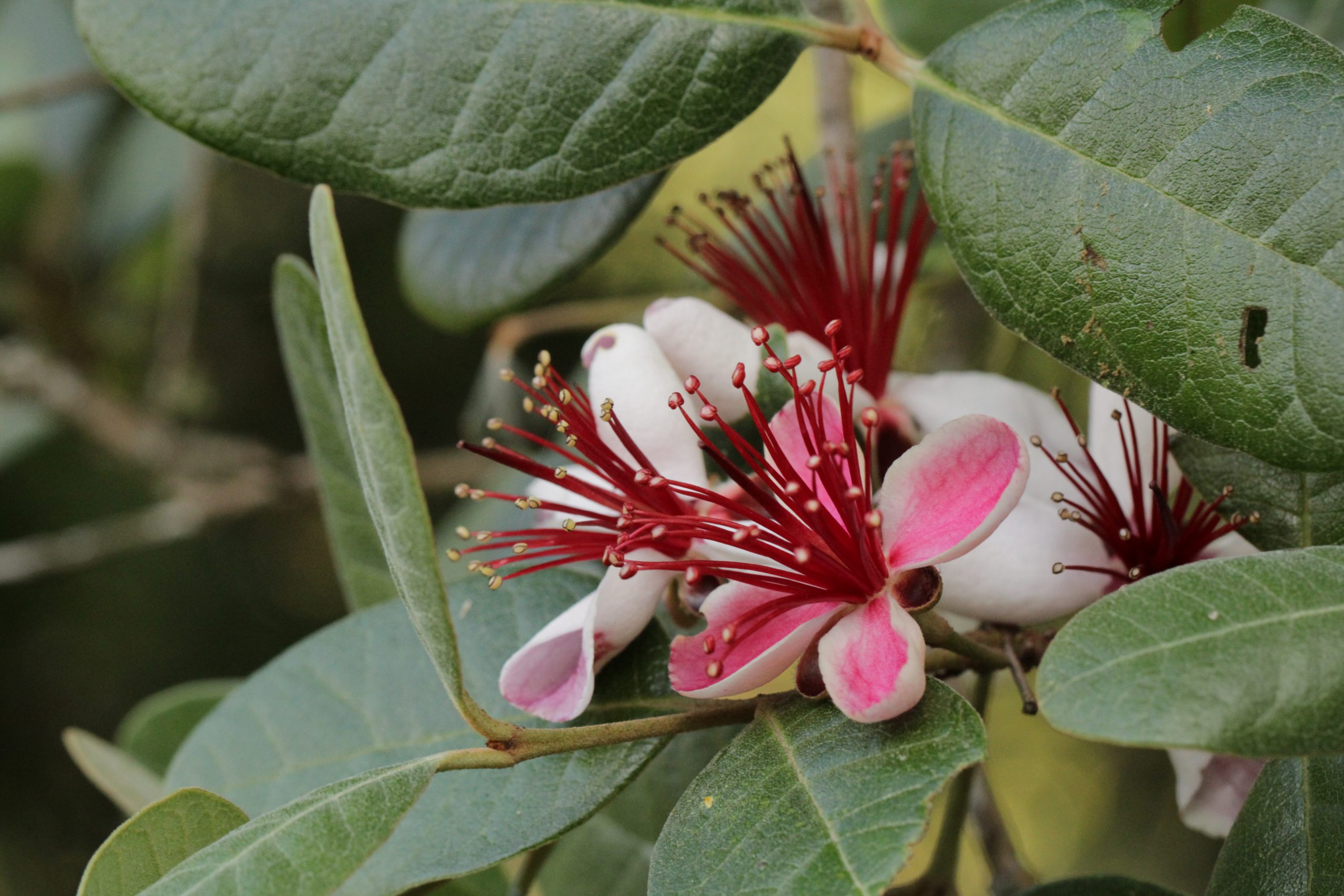 Dicas para cuidar das flores no inverno e espécies da estação