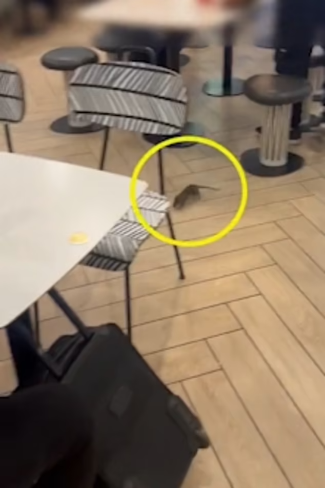 Customers at the famous fast food chain created a horrific scene when a rat appeared in the center of the store and began running across the floor - Daily Mail/Reproduction/ND