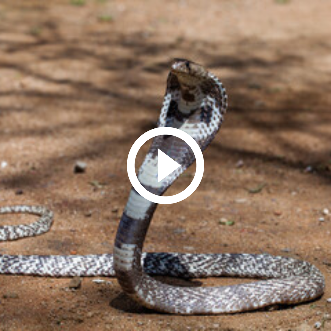 Picada de cobra: saiba o que fazer e o que não fazer