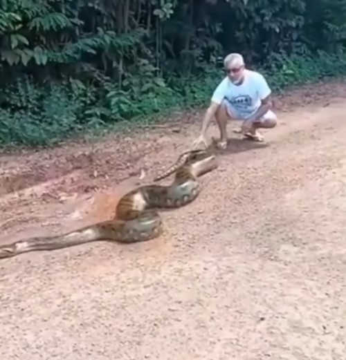 Cena de sucuri viralizou nas redes sociais, embora data, autoria e circunstâncias do caso sejam desconhecidas - Foto: Redes Sociais/Divulgação/ND