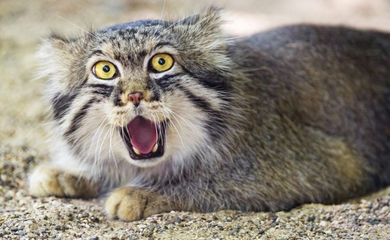 Pallas's cat is an endangered species