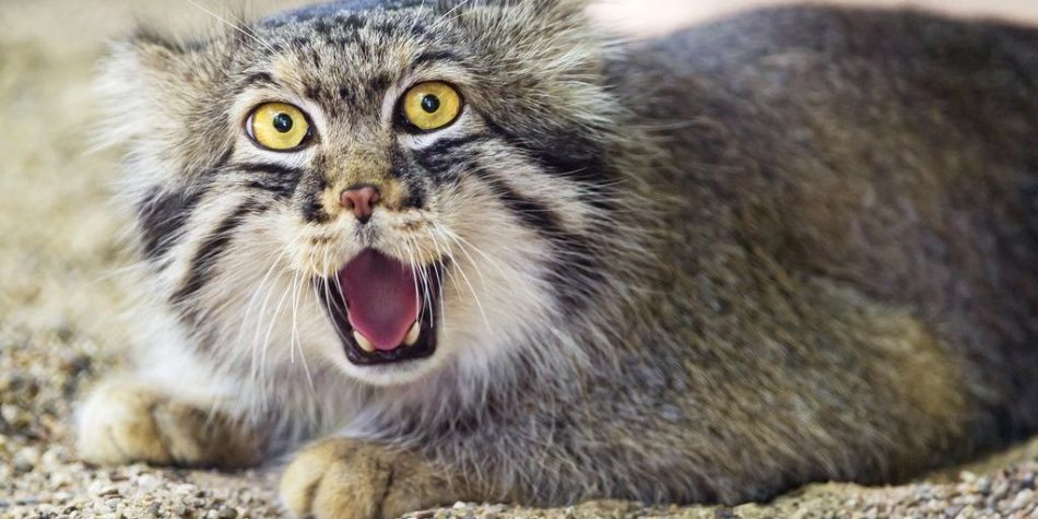 Get to know the most cartoon cat in the world, Pallas’ cat