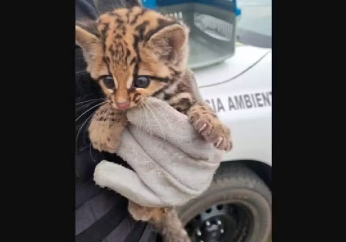gato em perigo de extinção é resgatado