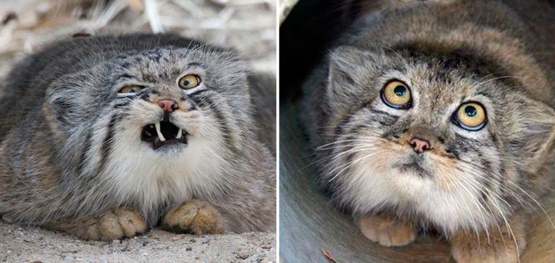 Pallas cat