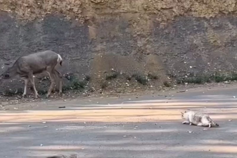Gato "sem noção" tenta caçar cervo enorme