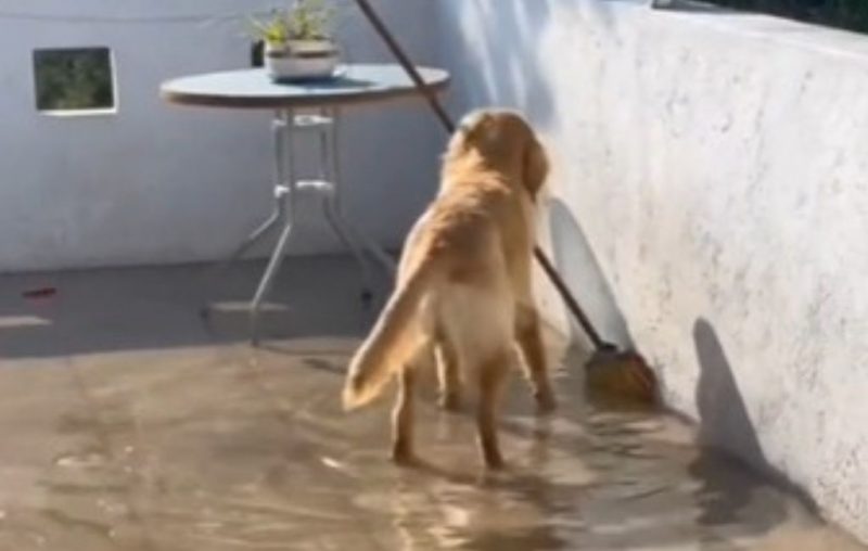 Golden quebra cano de água, inunda a casa e tenta consertar estrago com vassoura