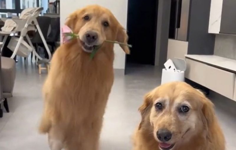 Golden romântico ensina como agradar em vídeo saltitante; assista