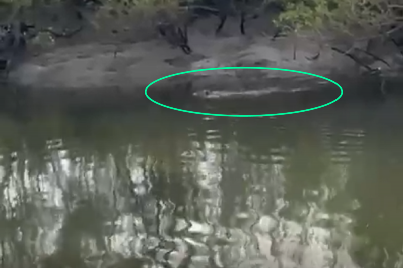 Jacaré é avistado em canal de mangue da zona Leste de Joinville