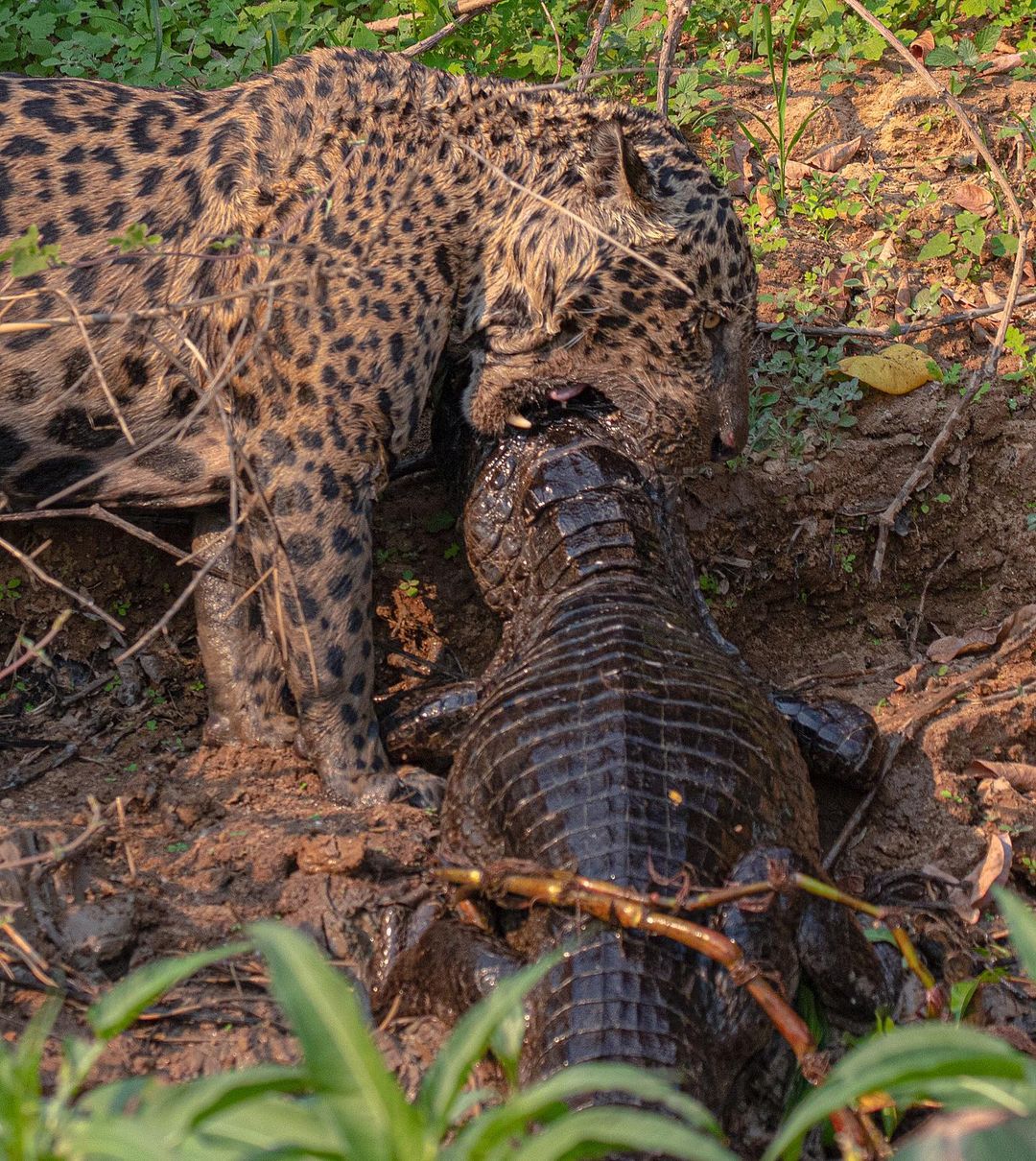 In the waters of the Pantanal, jaguars search for food, among fish and even alligators.  - Jaguar Ecological Reserve/breeding/ND