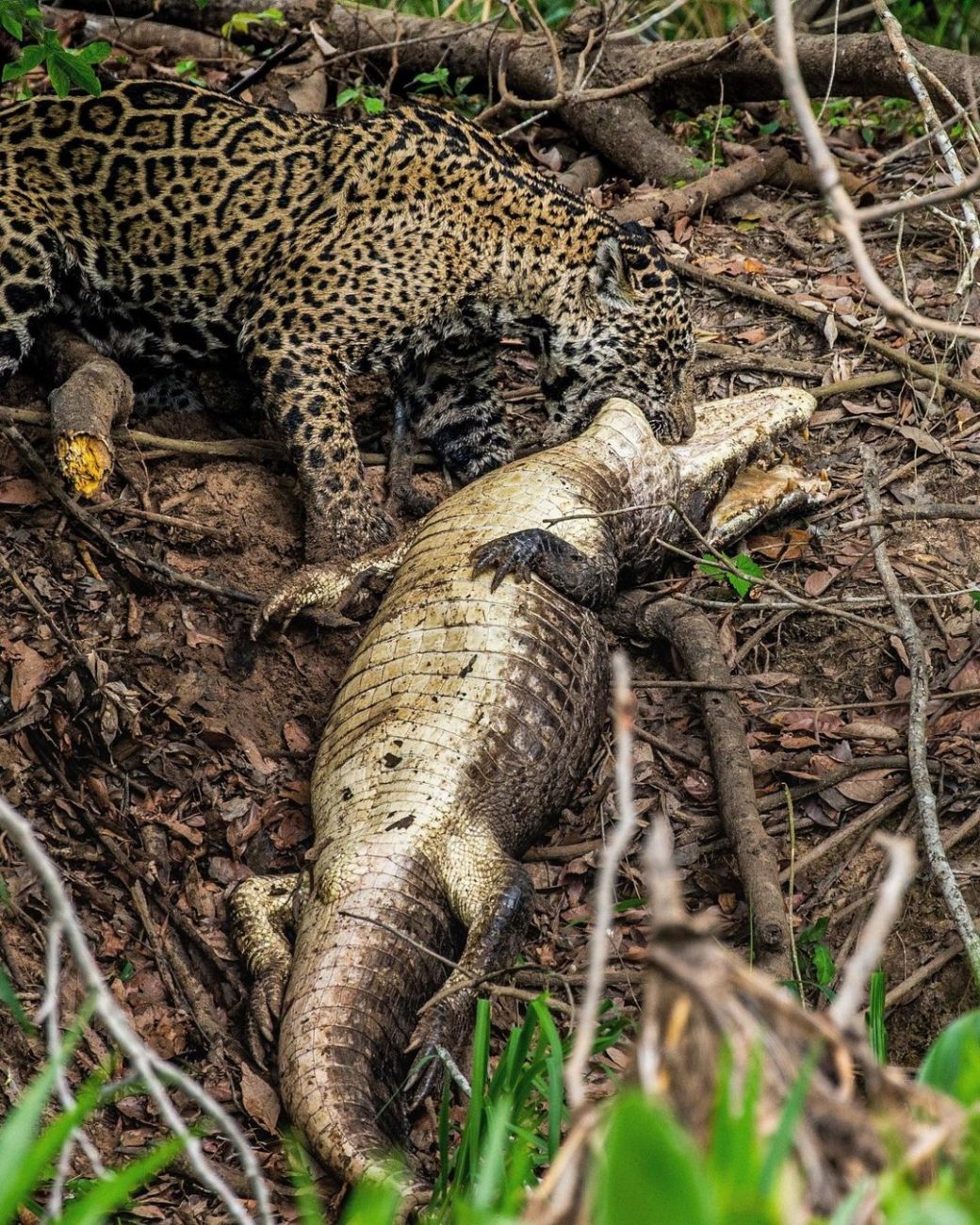 In all the recordings, the jaguar eats the alligator.  - Jaguar Ecological Reserve/breeding/ND