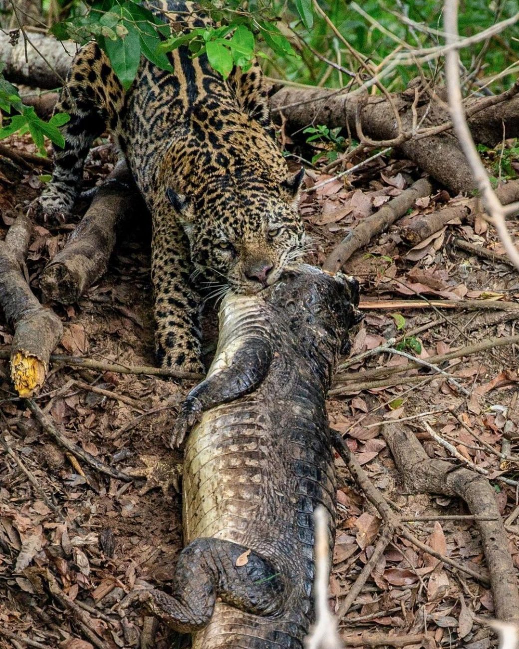 This species is especially associated with the Pantanal, one of the largest wet regions on the planet, located primarily in Brazil, where the jaguar is a symbol of the local fauna.  - Jaguar Ecological Reserve/breeding/ND
