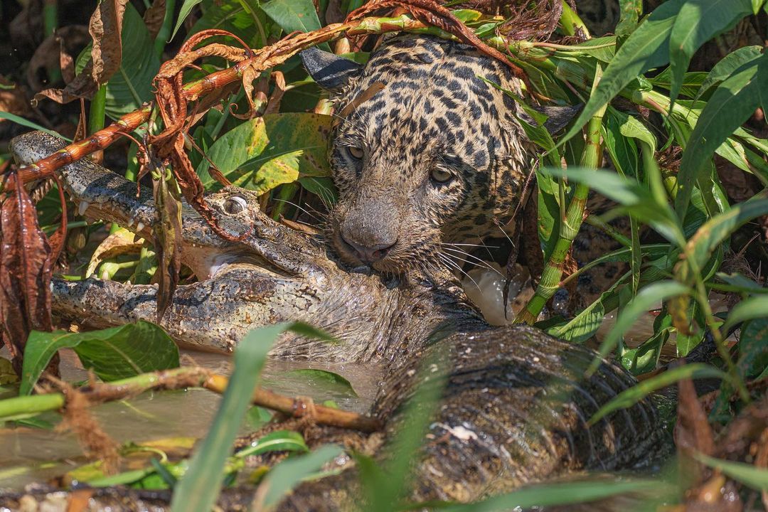 A series of photographs demonstrate the power of a voracious jaguar devouring an alligator.  - Jaguar Ecological Reserve/breeding/ND
