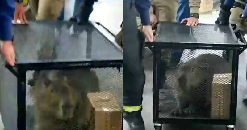 Capivara não se feriu