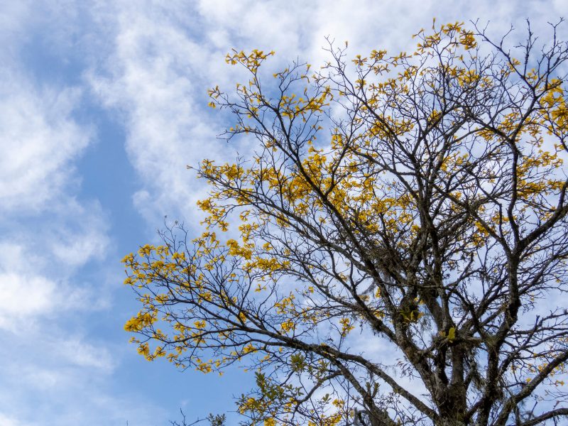 Foto mostra o topo de uma árvore de ipê amarelo. Ao fundo, o céu azul. A árvore costuma florescer pouco antes do início da primavera em SC, dependendo das condições climáticas