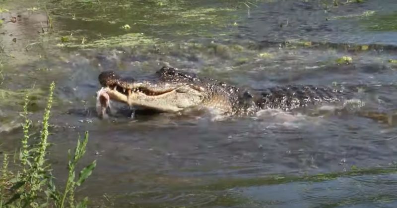 “Janta” foi devorada em poucos segundos – Foto: Sheri Hemrick/A-Z Animals/Reprodu&ccedil;&atilde;o/ND