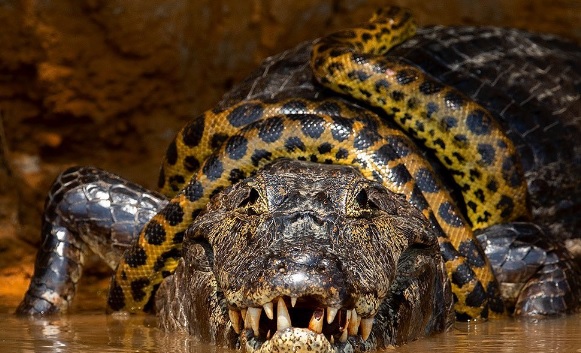 Alligator hugs dying anaconda – Photo: Chris Brunskill