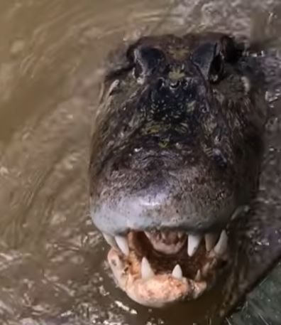 O pescador se aproximou do jacaré e escapou por pouco do ataque voraz do animal