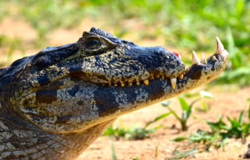 A cena do jacaré rendeu comentários.