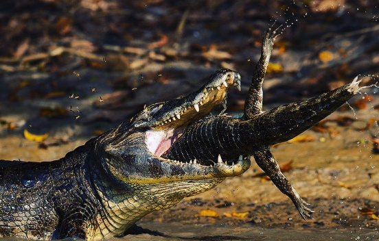The alligator reveals that he can also be a cannibal.  Photo: Chris Brunskill.