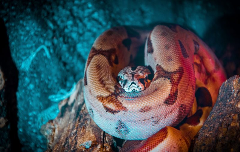 Rato ataca cascavel, ignora picadas e devora cobra: 'começou pelo