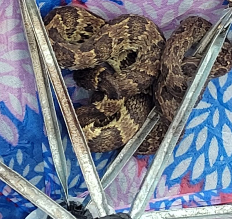 Jararaca assustou moradores