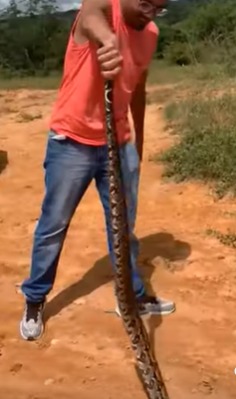 O vídeo da cobra foi publicado nas redes sociais e gerou alguns comentários sobre a atitude do homem; assista 
