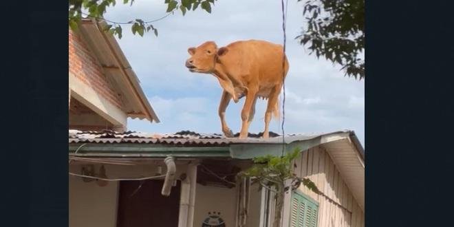 Vaca fica presa em telhado em Estrela – Foto: Prefeitura de Estrela/Reprodu&ccedil;&atilde;o/ND