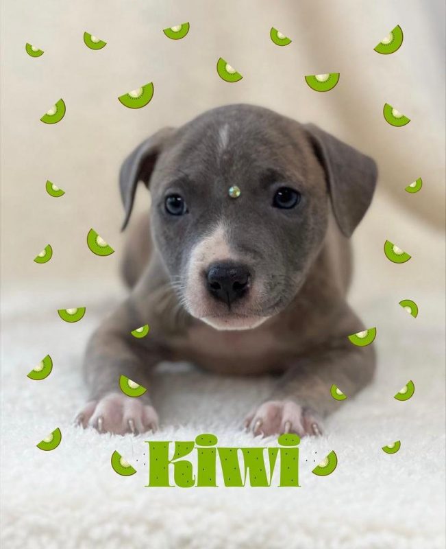 Kiwi (macho) de dois meses aguarda por ado&ccedil;&atilde;o – Foto: Divulga&ccedil;&atilde;o Dibea/PMF