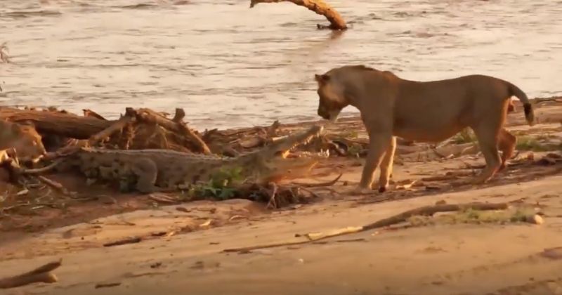 O poss&iacute;vel ataque ao filhote fez a f&ecirc;mea reagir – Foto: A-Z Animals/Reprodu&ccedil;&atilde;o/ND