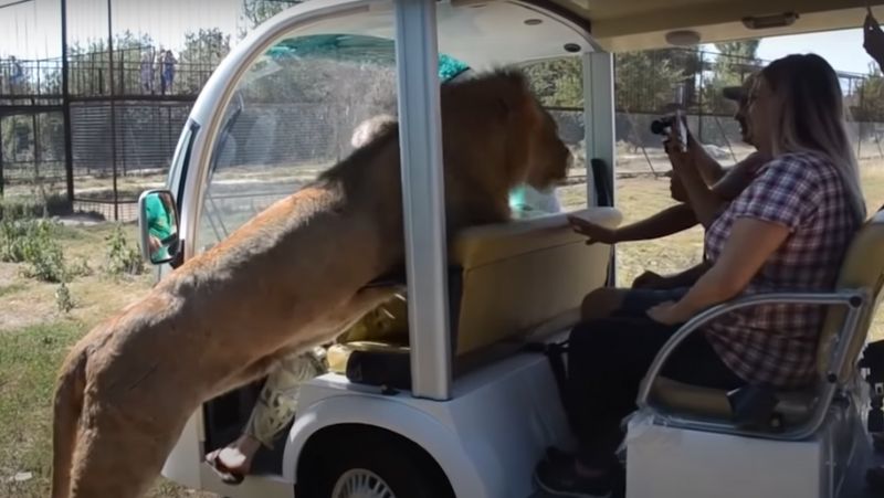 Animal invadiu passeio de turistas – Foto: On Demand News/Reprodu&ccedil;&atilde;o/ND