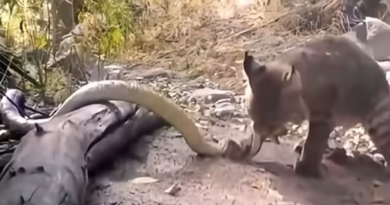 Cascavel foi morta por lince depois de patadas e mordida – Foto: Bi&oacute;logo Henrique/Reprodu&ccedil;&atilde;o/ND