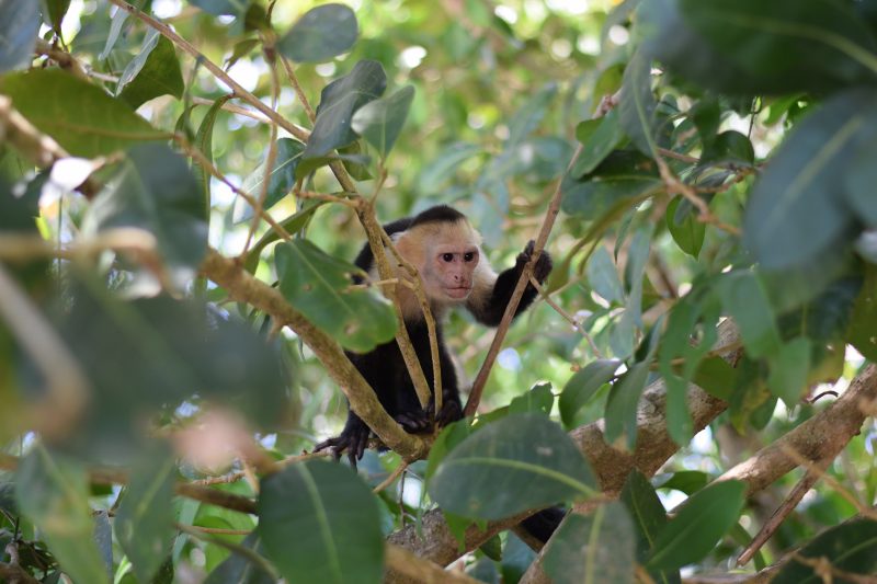 Macaco conhecido como Chico 'sequestra' filhotes de cães e gatos