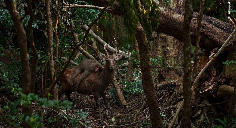 Foto rara mostra macaco montando cervo por divers&atilde;o – Foto: Divulga&ccedil;&atilde;o / Instagram / @ATYKOSM