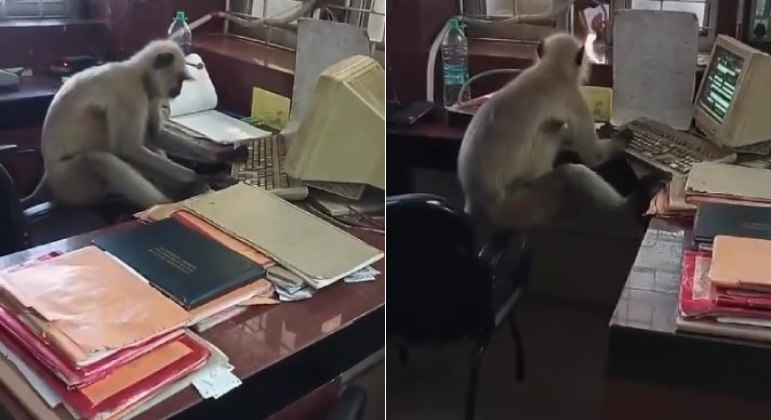 The site staff were surprised and posted a video of the working monkey on social networks. 
